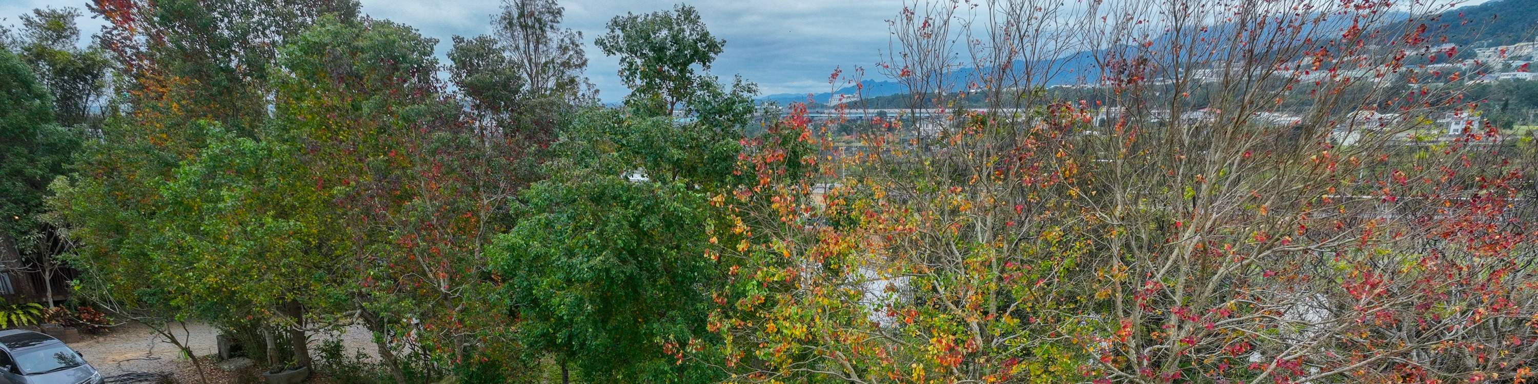 황금 계단식 논